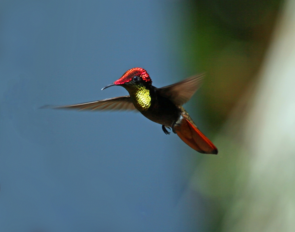 Ruby topaz hummingbird_1