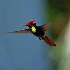 Ruby topaz hummingbird_1