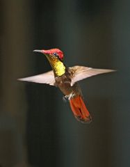 Ruby topaz hummingbird_2