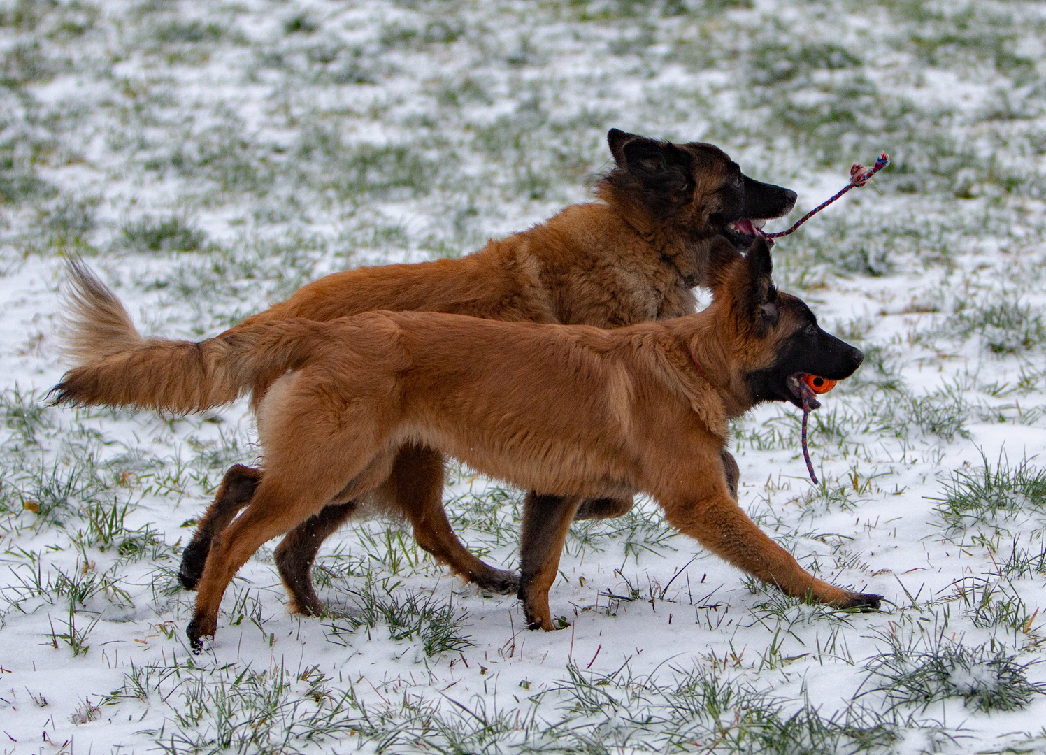 Ruby und Lucy beim Spiel.....