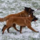 Ruby und Lucy beim Spiel.....