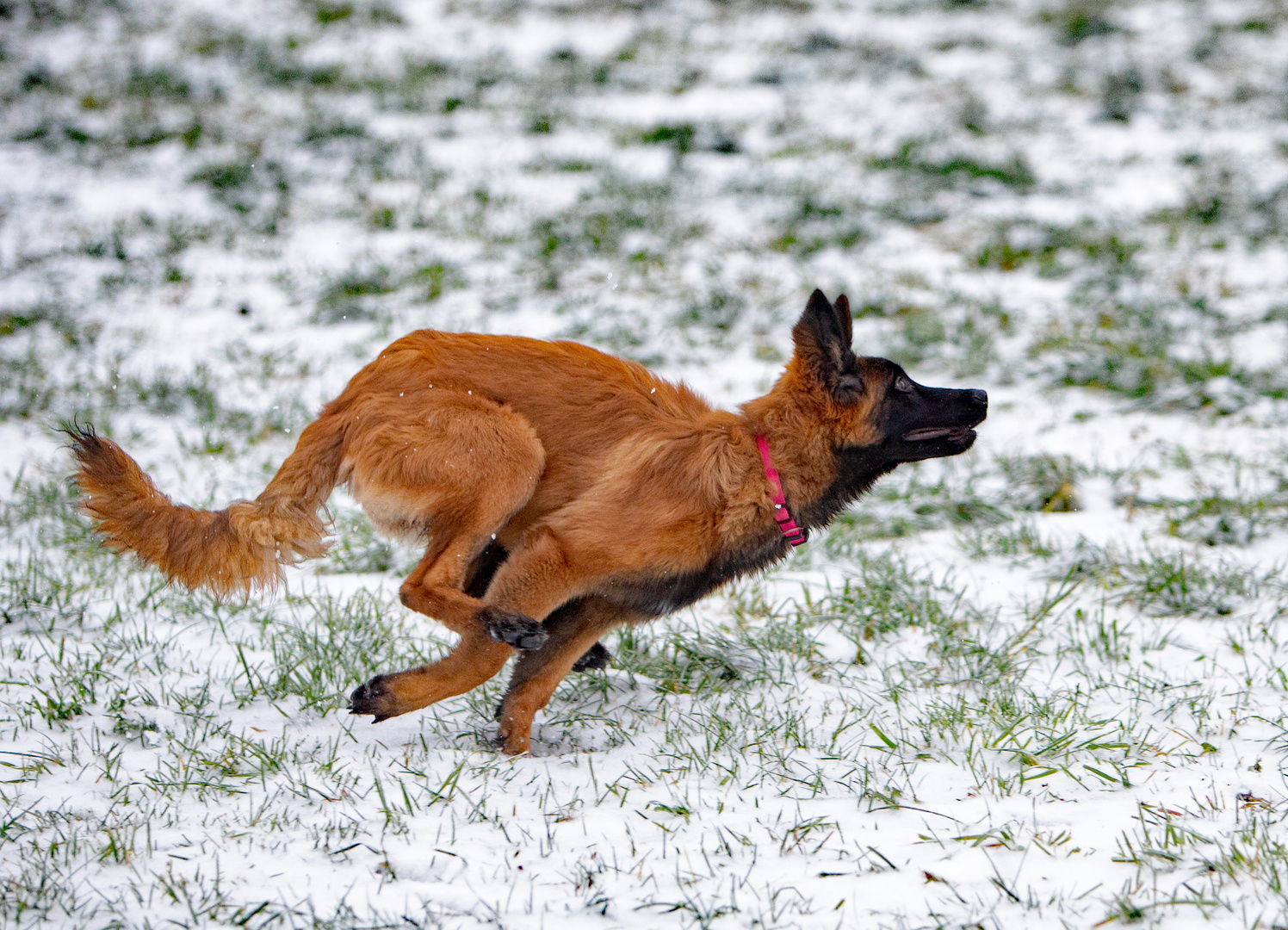 Ruby und Lucy beim Spiel.....