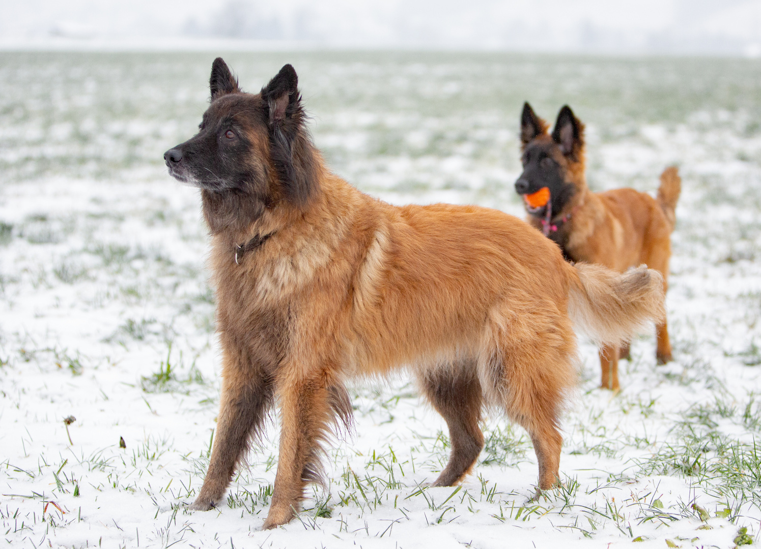 Ruby und Lucy beim Spiel.....