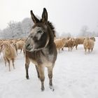 Rucio ist wieder da!