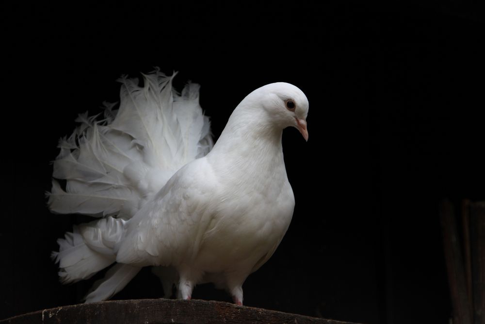 Ruckedigu Ruckedigu Blut Ist Im Schuh Der Schuh Ist Zu Klein Foto Bild Tiere Zoo Wildpark Falknerei Natur Bilder Auf Fotocommunity