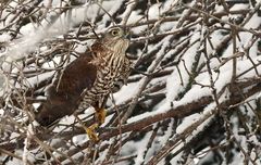 "Ruckzuck war'n die Spatzn fort"