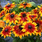 Rudbecia der Sonnenhut wird auch dieses Jahr vielleicht zwei mal blühen...