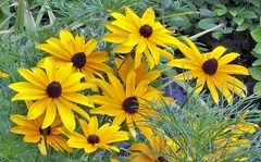 Rudbecia gestern mal kurz mit der neuen