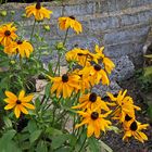 Rudbecia-Sonnenhut hat im Moment ein leer geräumtes Beet für sich alleine...