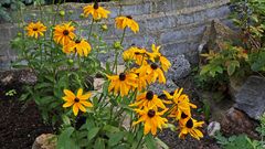 Rudbecia-Sonnenhut hat im Moment ein leer geräumtes Beet für sich alleine...