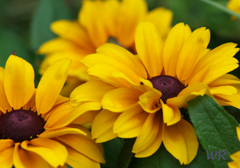 Rudbeckia