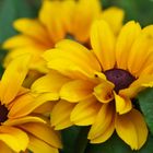 Rudbeckia