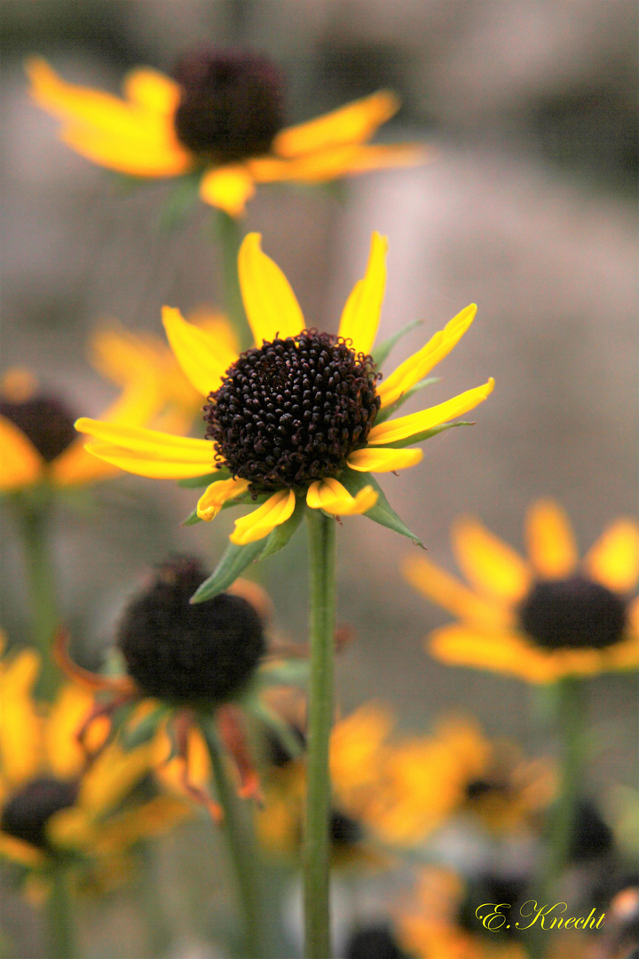 Rudbeckia