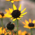 Rudbeckia