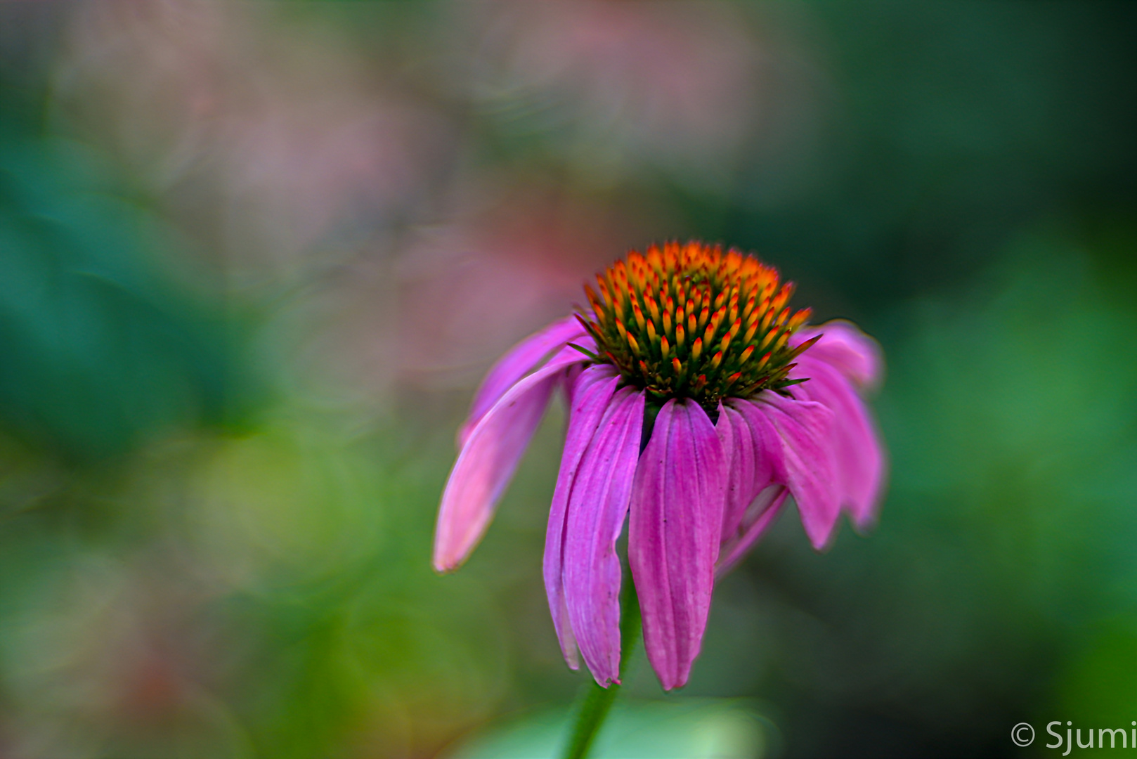 Rudbeckia