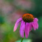 Rudbeckia