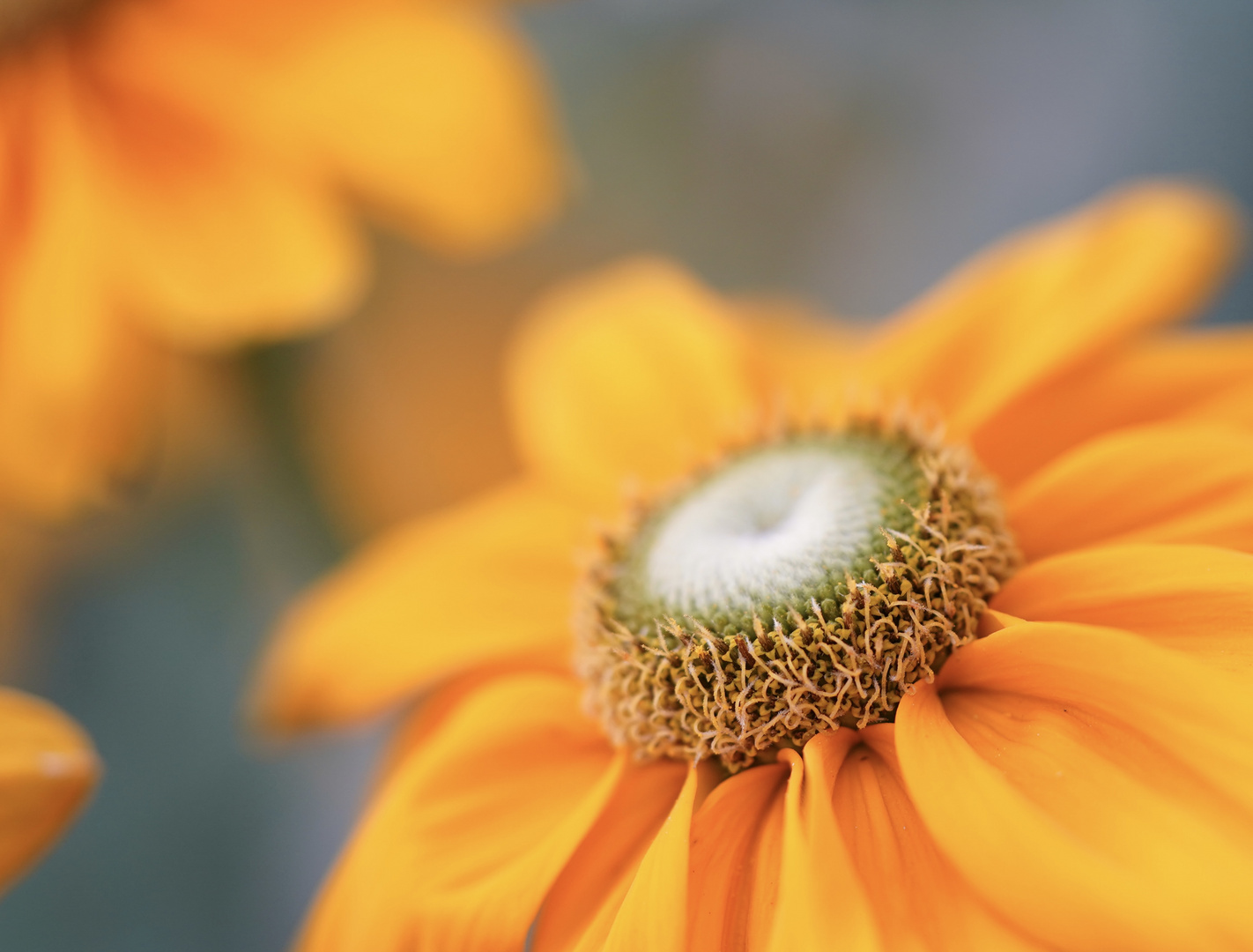 Rudbeckia 