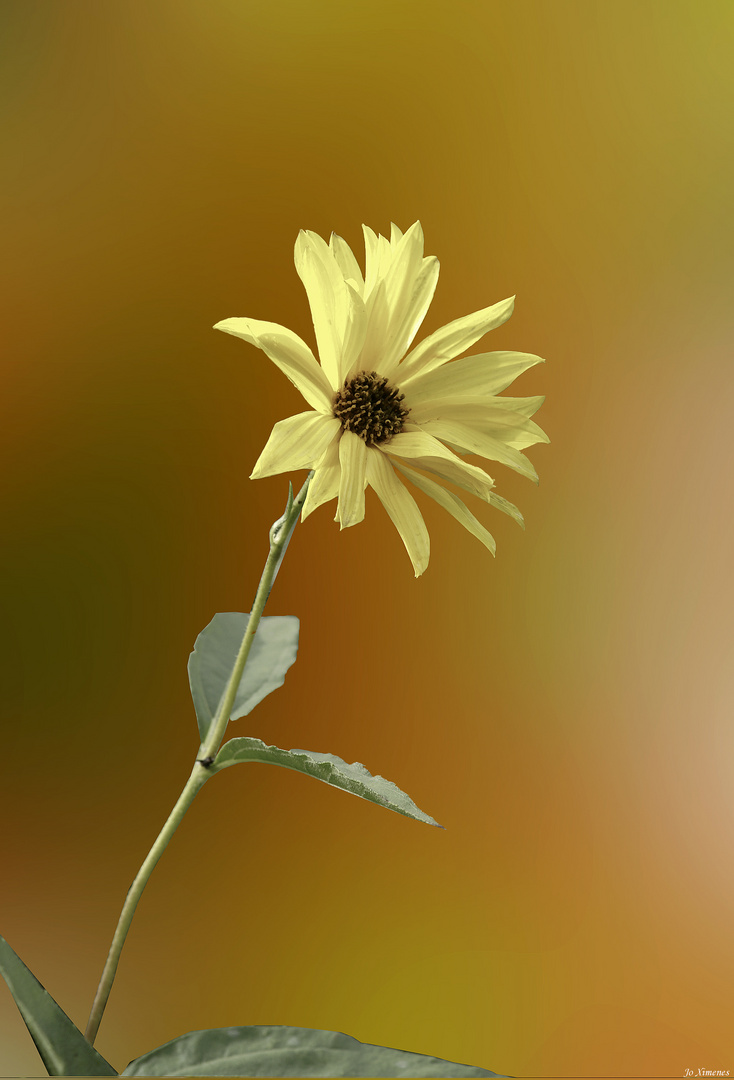 Rudbeckia