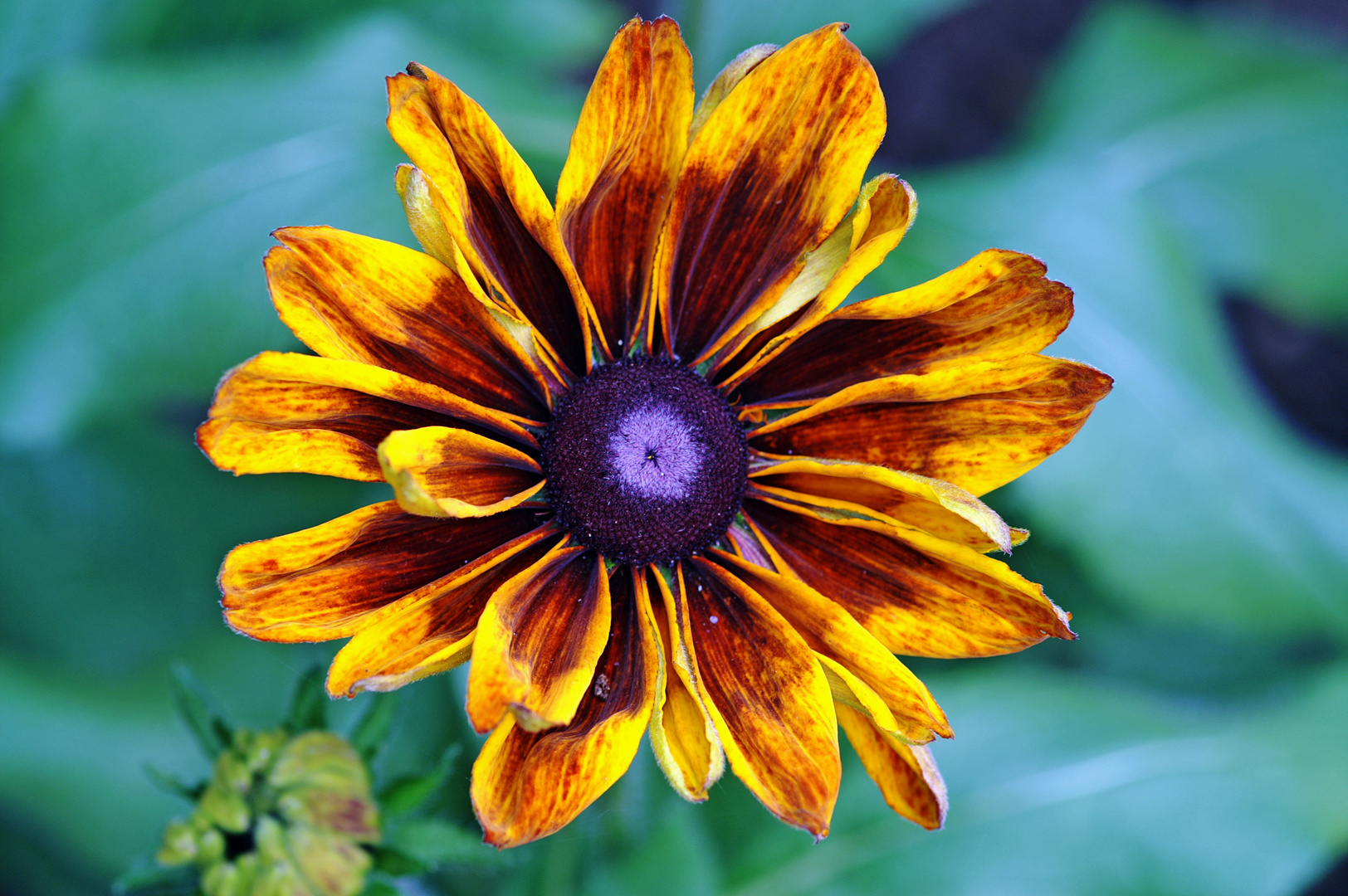 Rudbeckia 2013