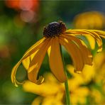 * RUDBECKIA *