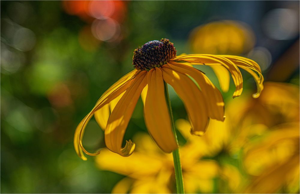 * RUDBECKIA *