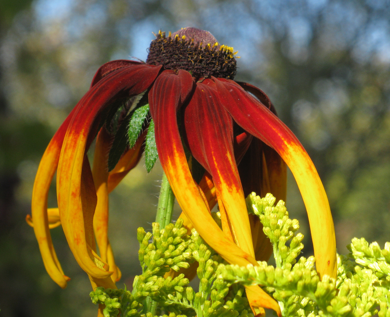 Rudbeckia