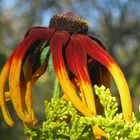 Rudbeckia