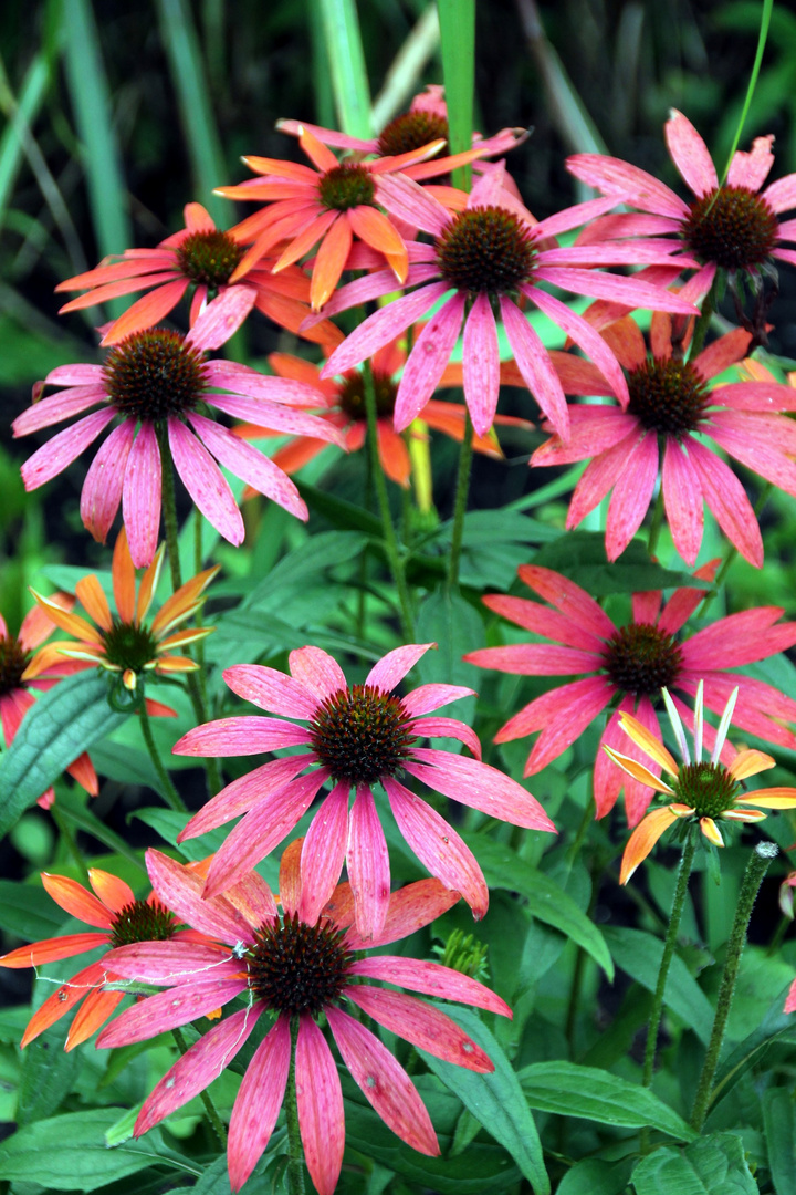 rudbeckia