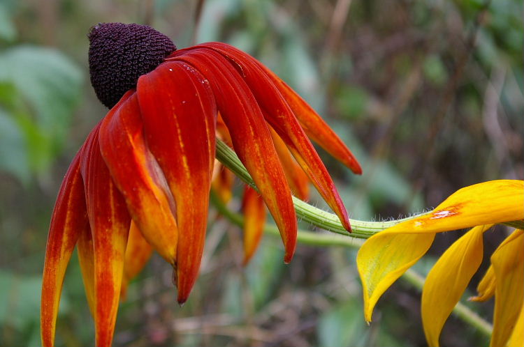 Rudbeckia