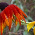 Rudbeckia