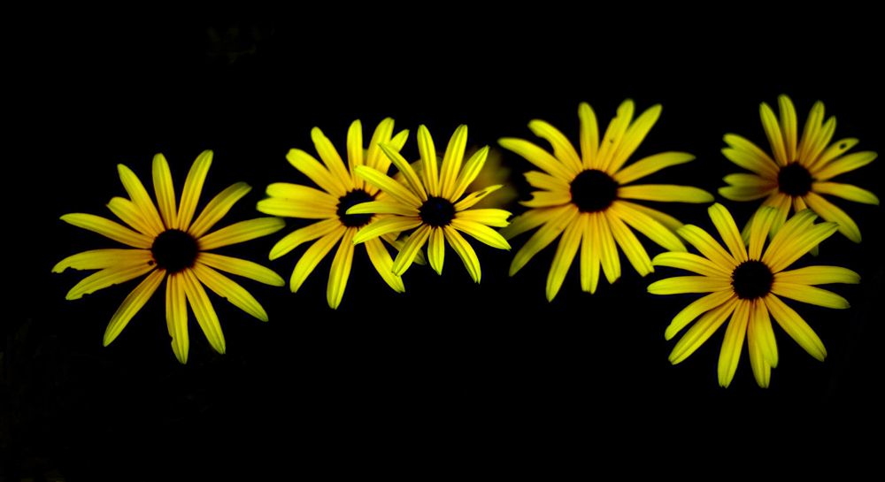 Rudbeckia