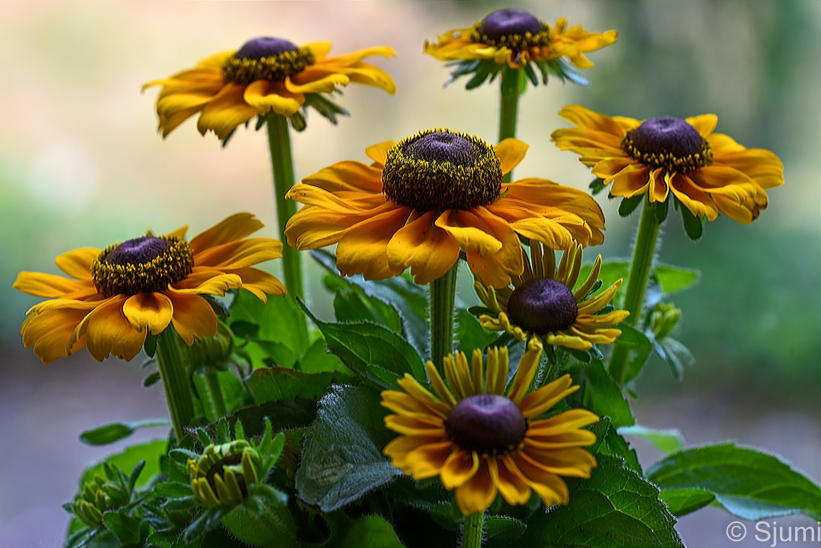 Rudbeckia