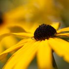 Rudbeckia