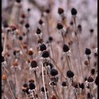 Rudbeckia