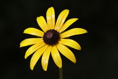 Rudbeckia