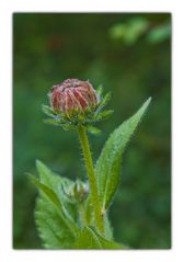 Rudbeckia