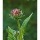 Rudbeckia