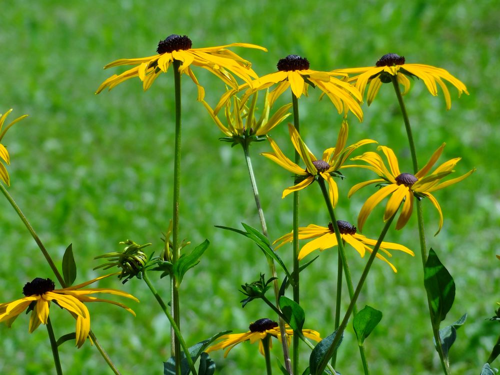 Rudbeckia