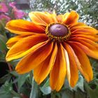 Rudbeckia