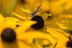  Rudbeckia 