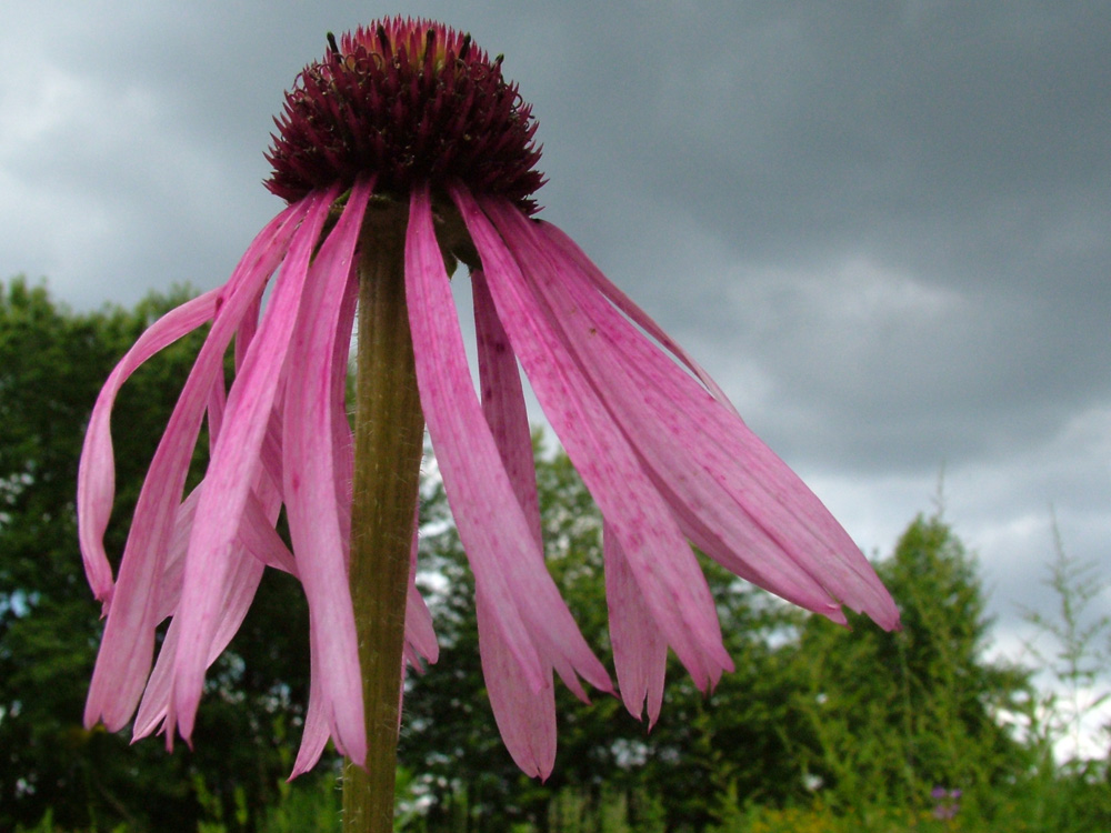 Rudbeckia