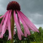 Rudbeckia