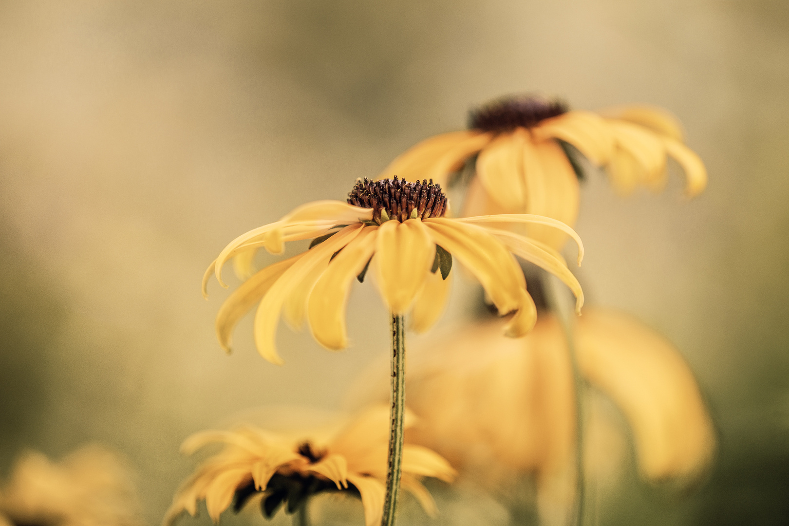 Rudbeckia