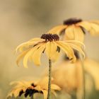 Rudbeckia