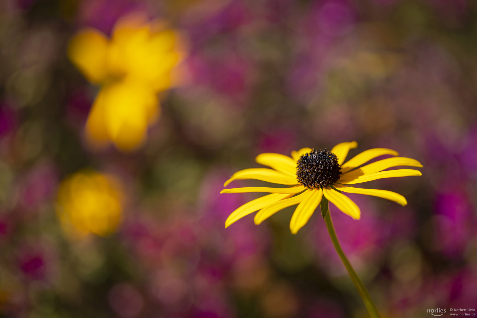 Rudbeckia