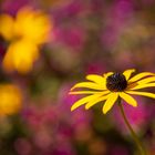 Rudbeckia