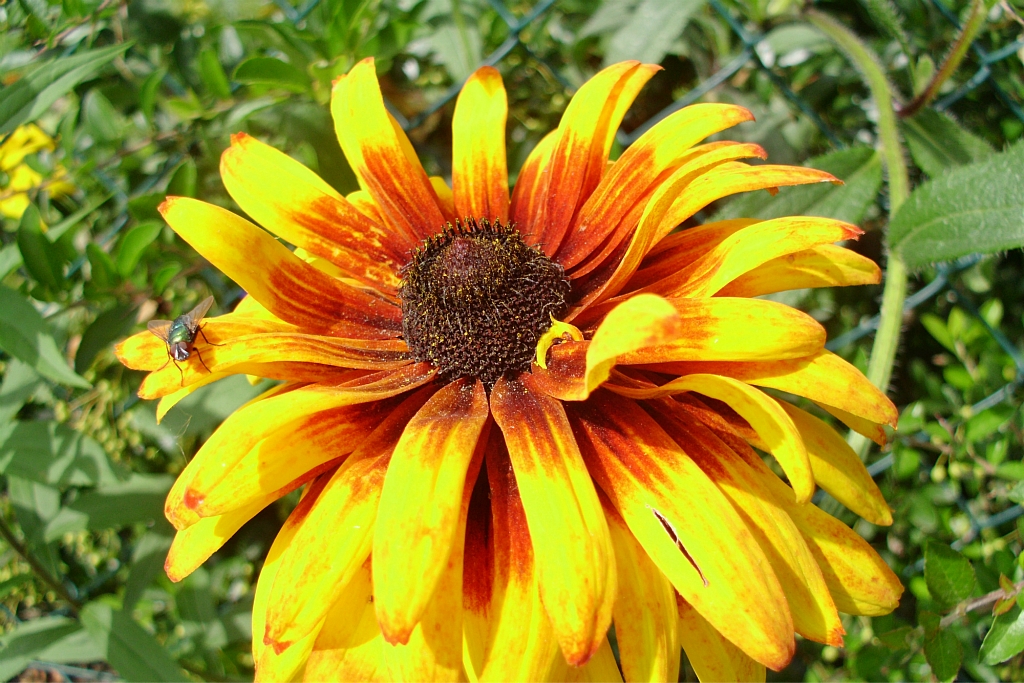 Rudbeckia