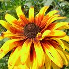 Rudbeckia