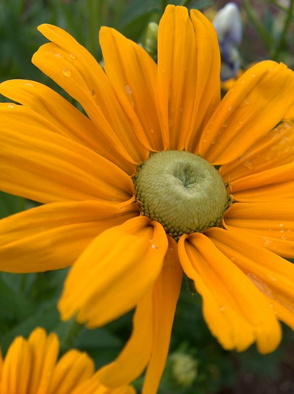 Rudbeckia