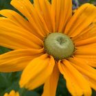 Rudbeckia